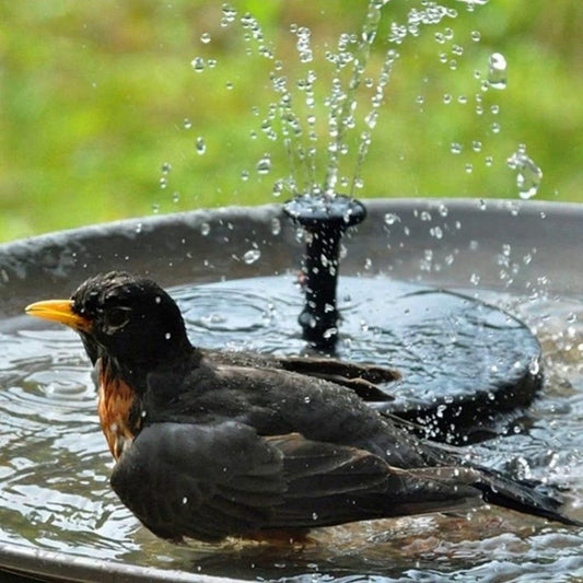 Solar-Powered Water Fountain.